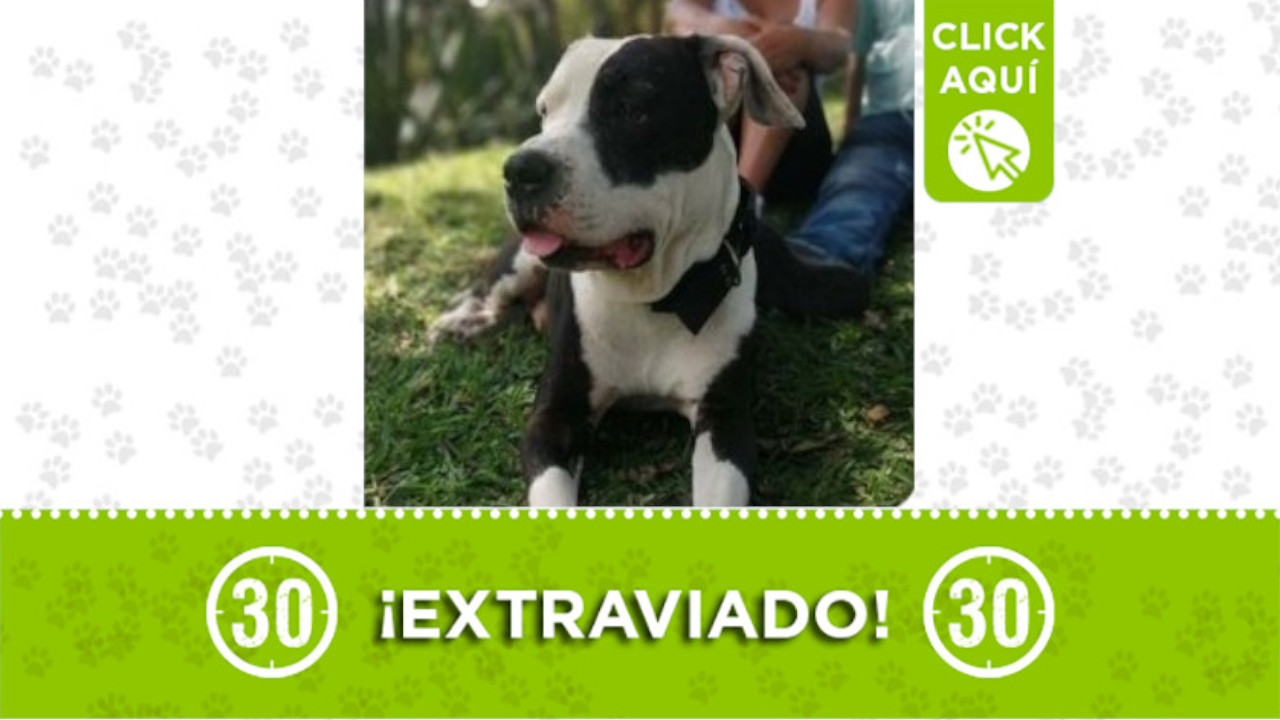 Los dueños de 'Danger' lo están buscando en el barrio Kennedy