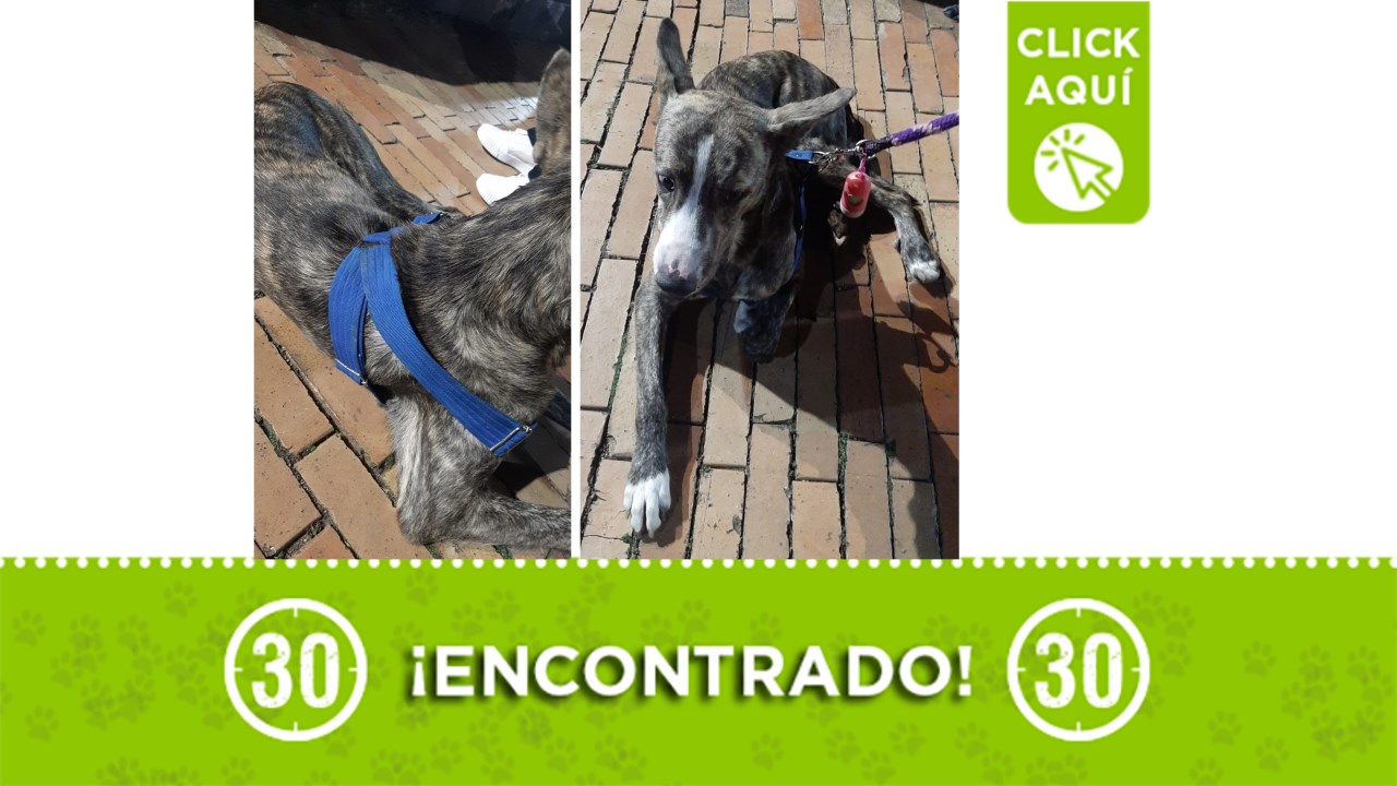 perrito en la quintana