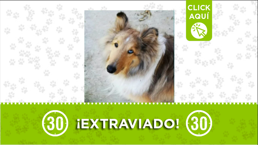 El perrito llamado Lucio está extraviado por San Cristóbal