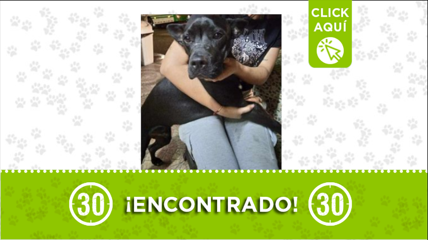 Se encontró a este perrito por Campo Valdes