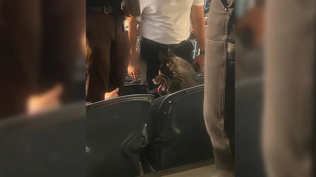 ‘El fan número uno’: Perrito escapó de su casa y se fue de concierto