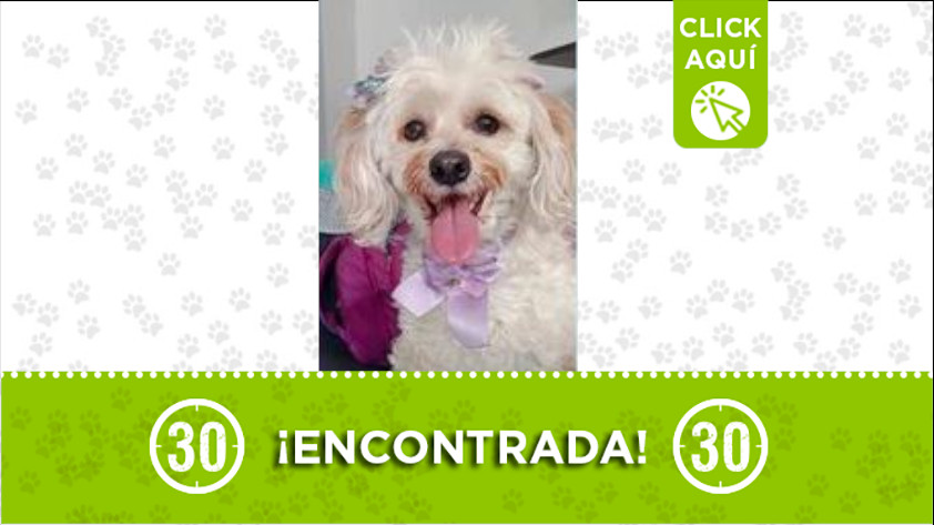 perrita encontrada