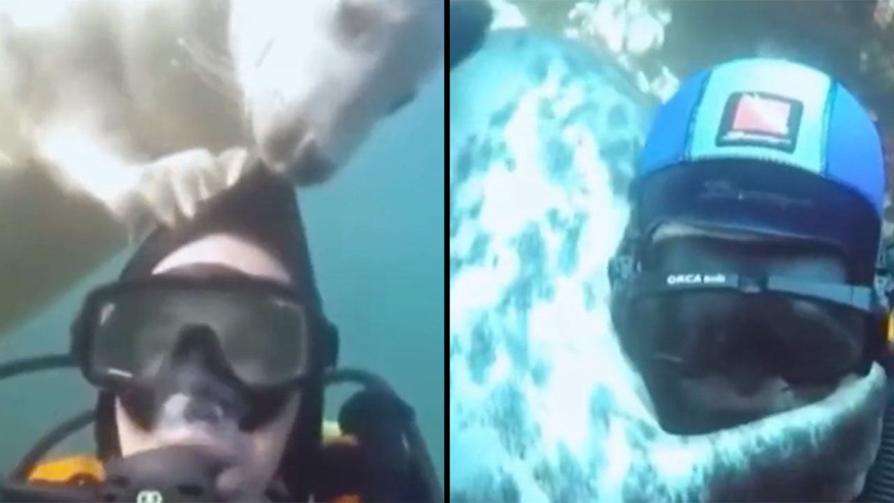 Una foca creyó que un buzo se estaba ahogando