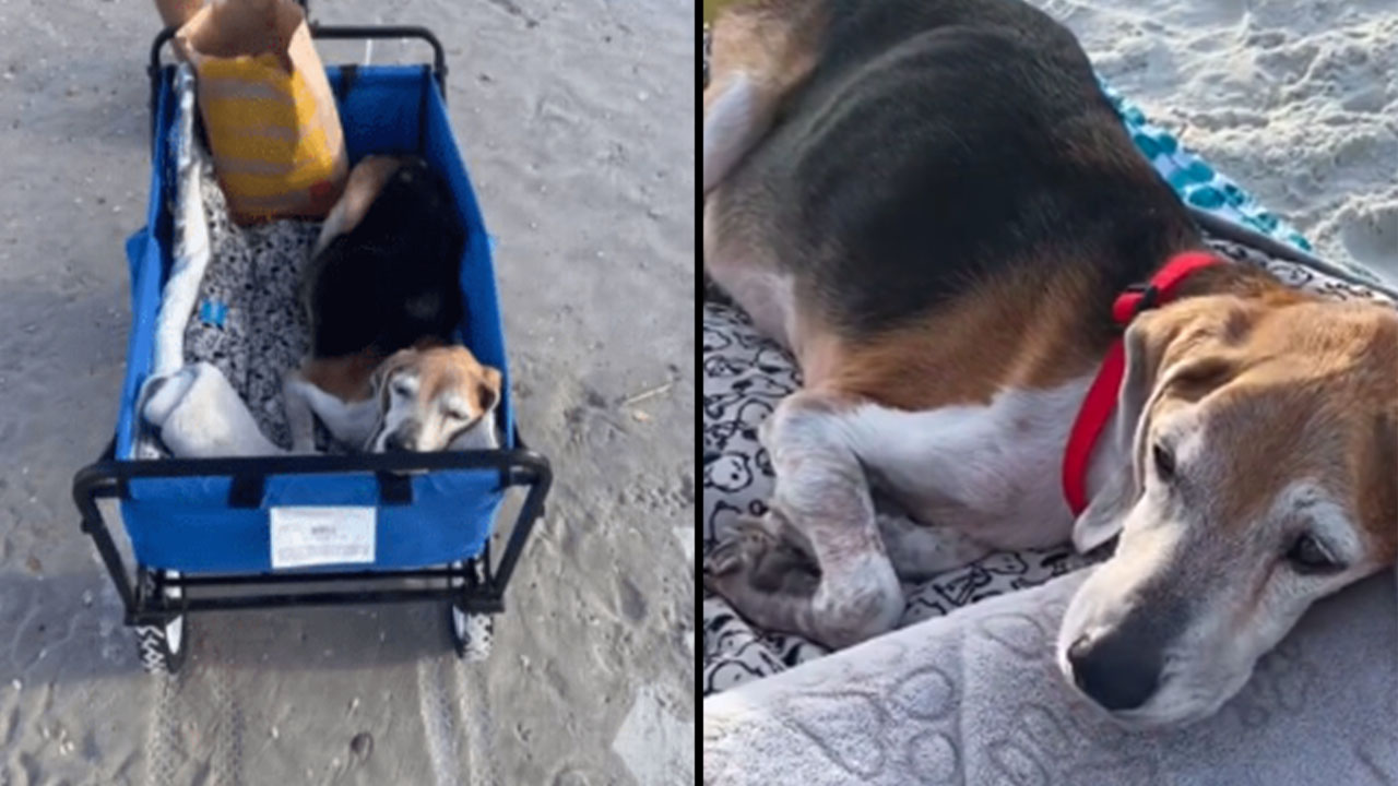 Familia llevó a su perrito a la playa en su último día de vida