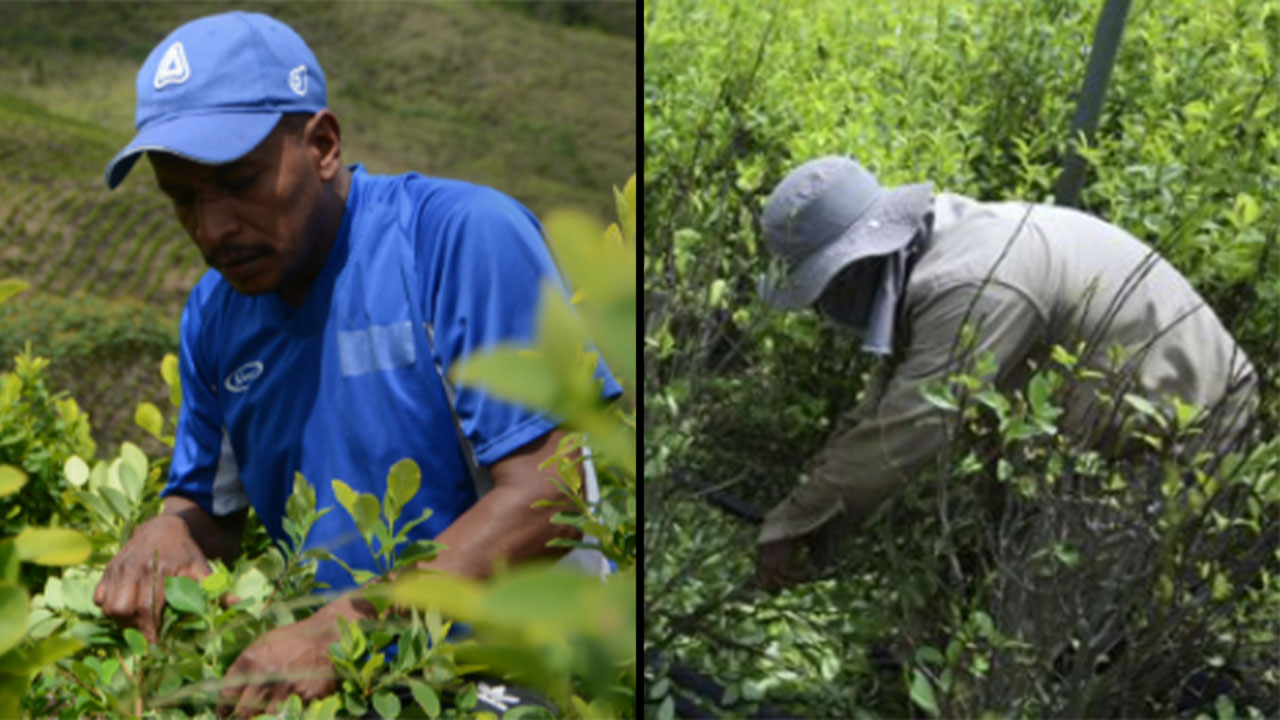 ‘Sembrando vida, desterramos el narcotráfico’: Gobierno del Cambio presenta Política Nacional de Drogas