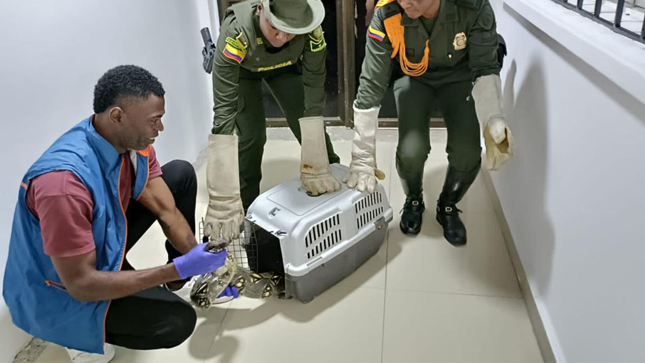 Boa fue liberada en su hábitat por Policía Ambiental y CODECHOCÓ