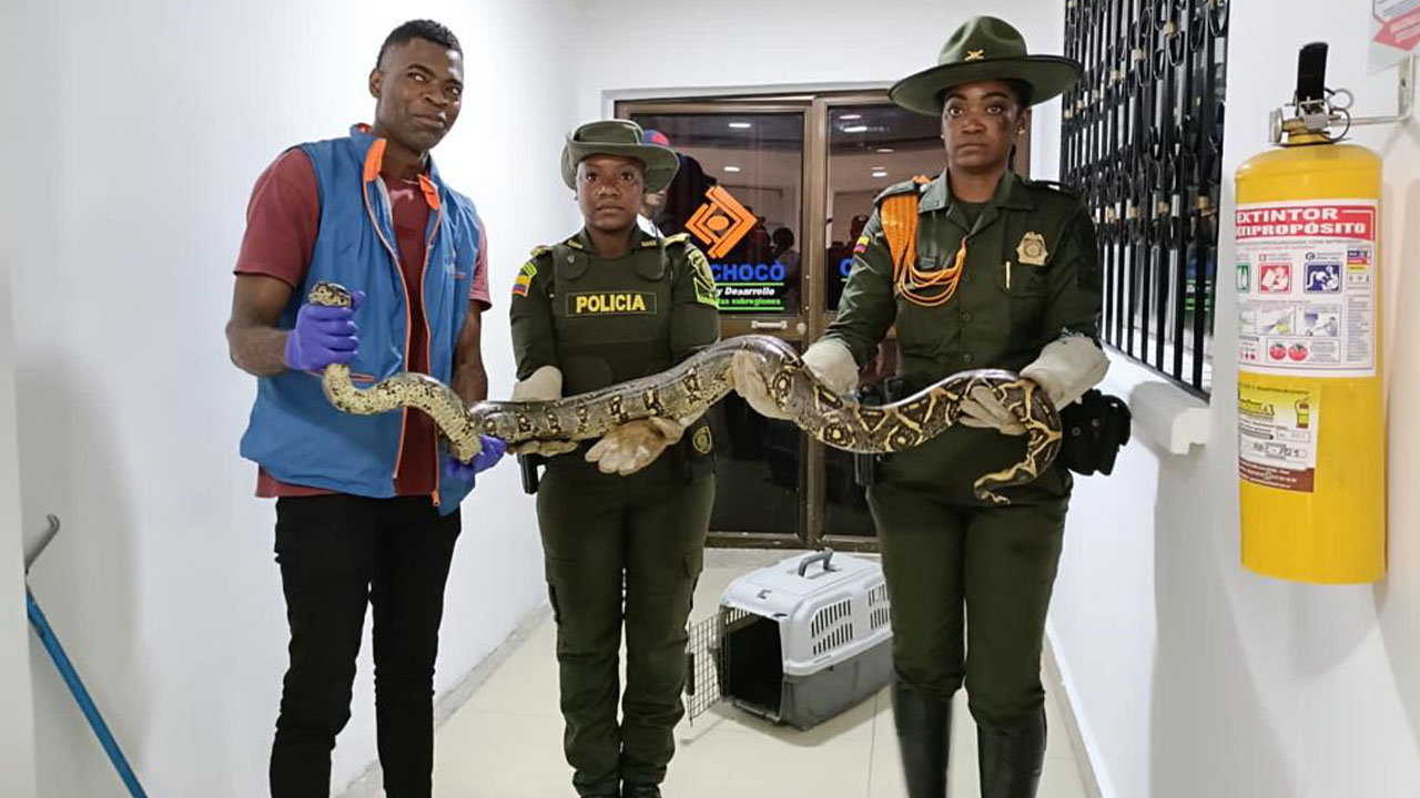 Boa fue liberada en su hábitat por Policía Ambiental y CODECHOCÓ