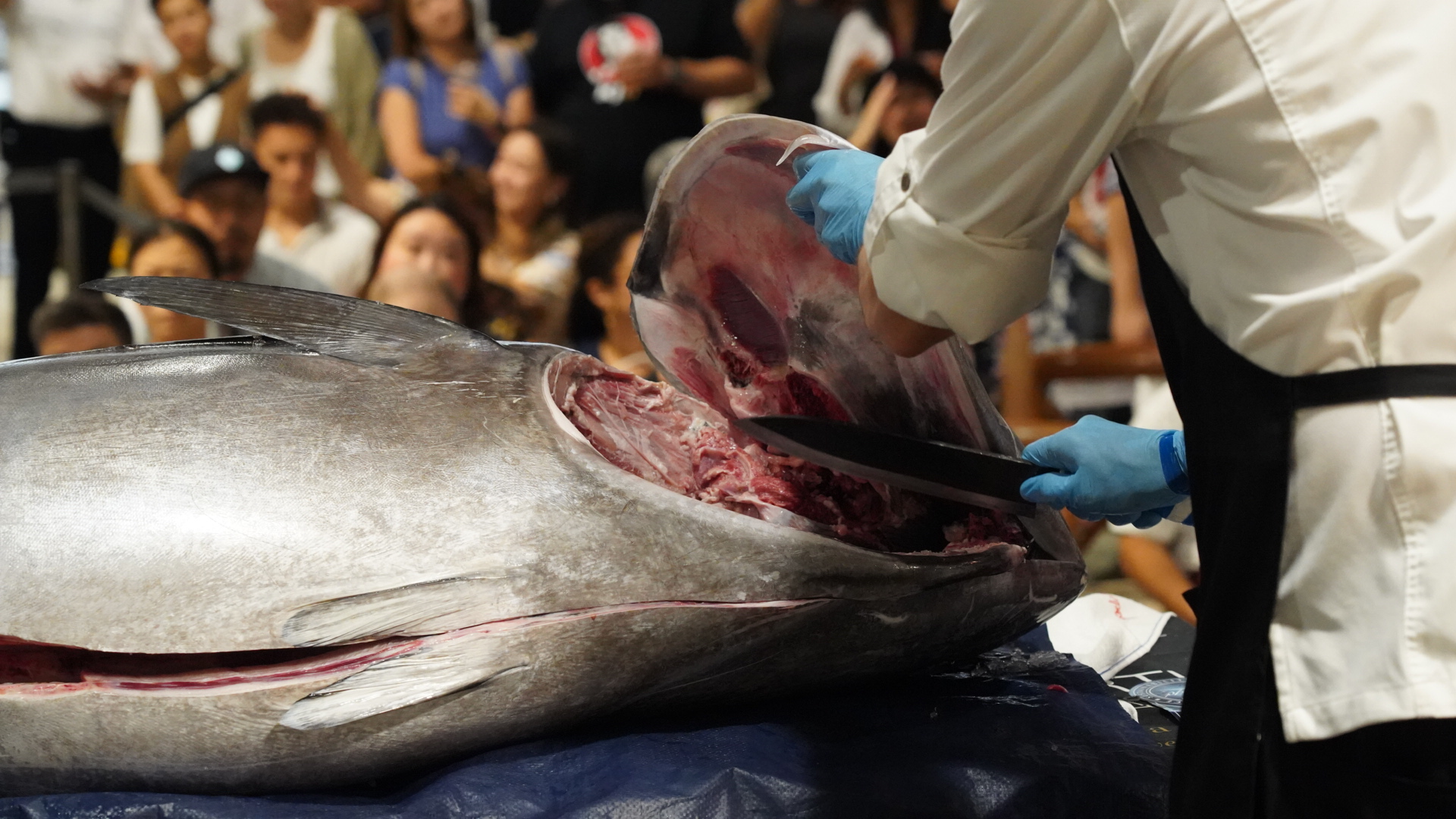 España presume en Hong Kong del “ronqueo”, el arte de despiezar un atún mediterráneo