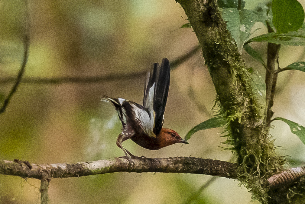 Ecuador acogerá la Feria de Sudamérica de Aves en Mindo, destino emblemático del aviturismo
