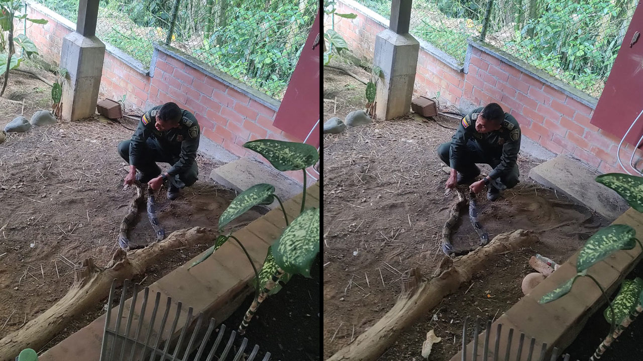 Una culebra de 3 metros fue rescatada por los bomberos de Cali