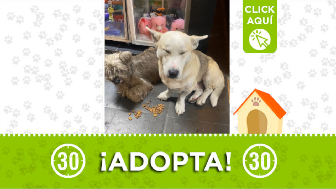 Busca un nuevo hogar que les brinde mucho amor ¡Adopta!