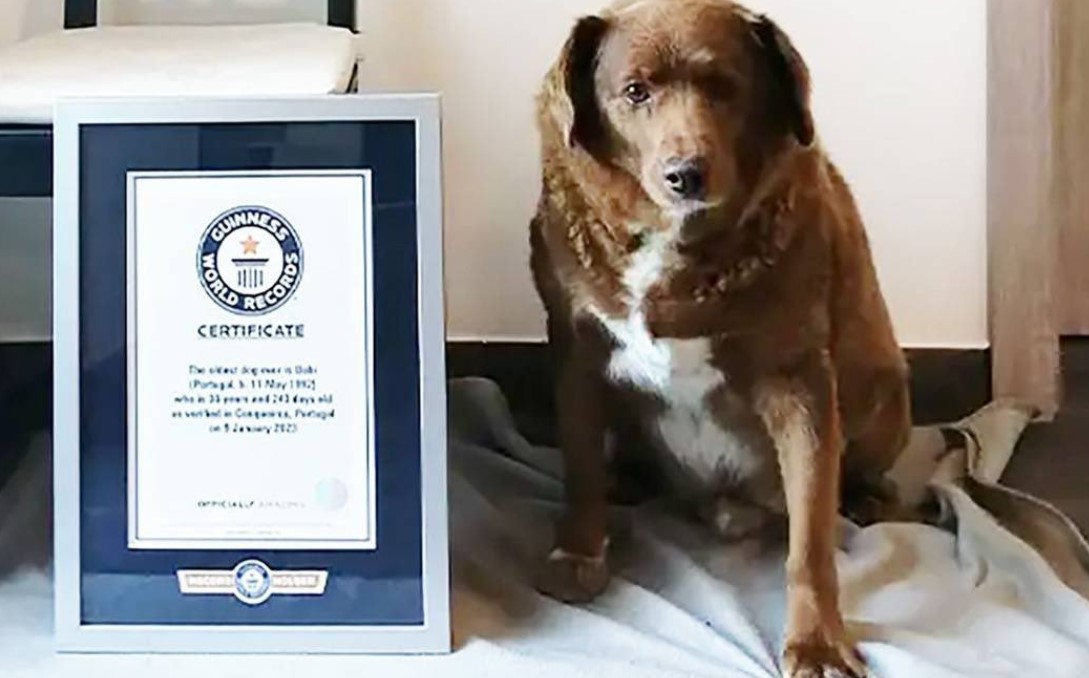 Bobi, el perro más viejo del mundo, murió a la edad de 31 años.