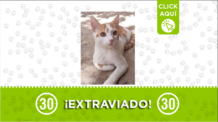 El gato Ciro está extraviado por Bello