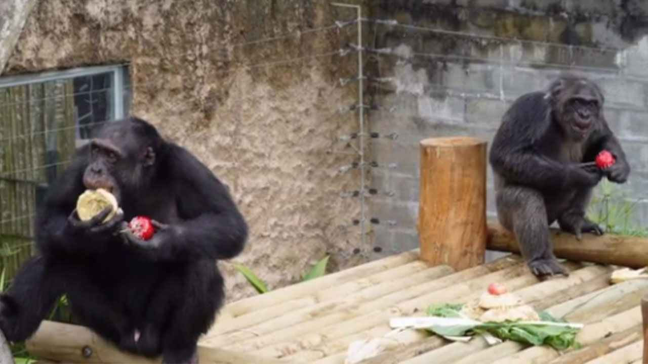'El escape fue premeditado': Fiscal sobre el cuidador de Pancho y Chita, chimpancés asesinados en Pereira