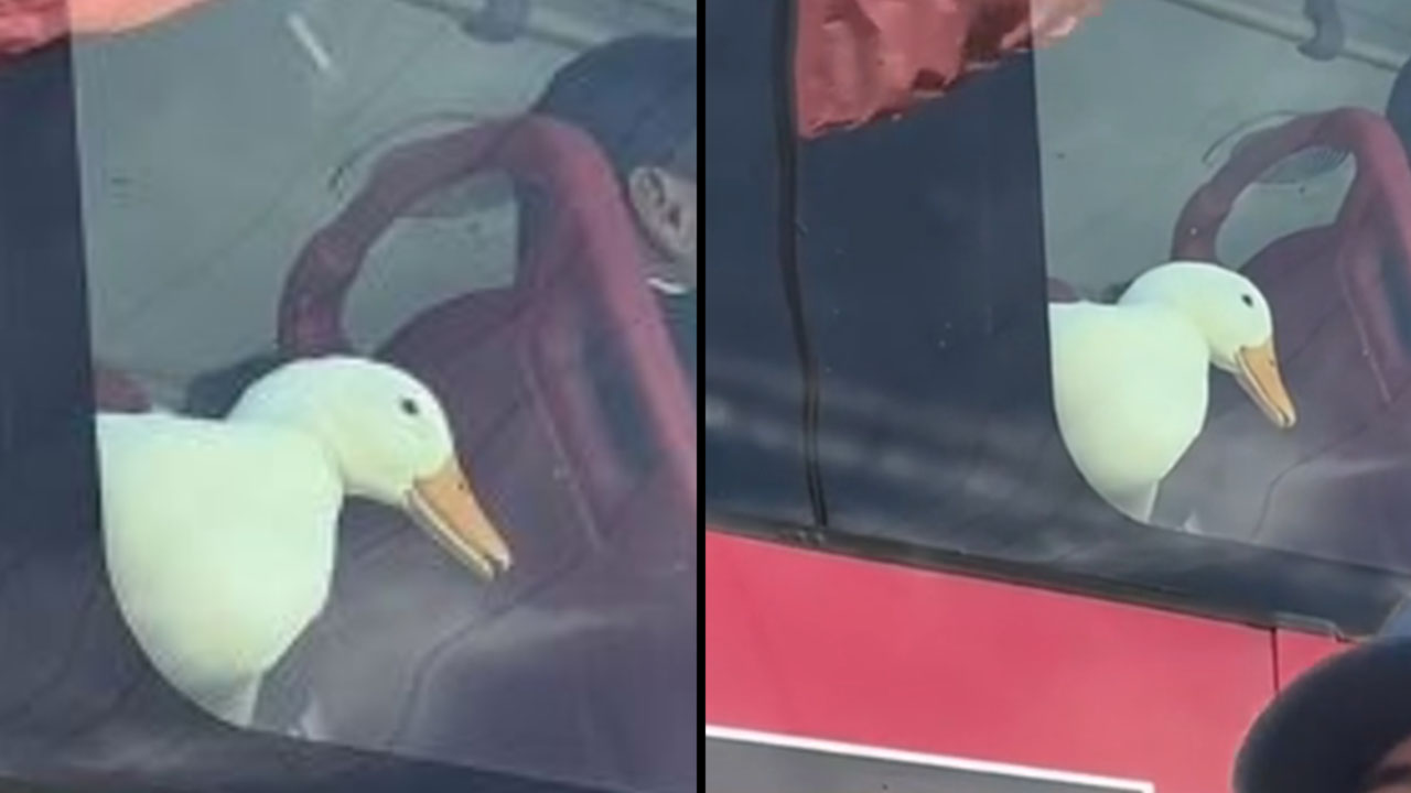 Pato fue captado andando en Transmilenio