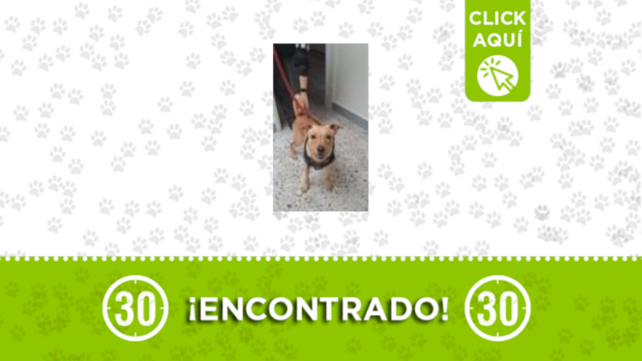 Perrito encontrado cerca de la Estación Bicentenario