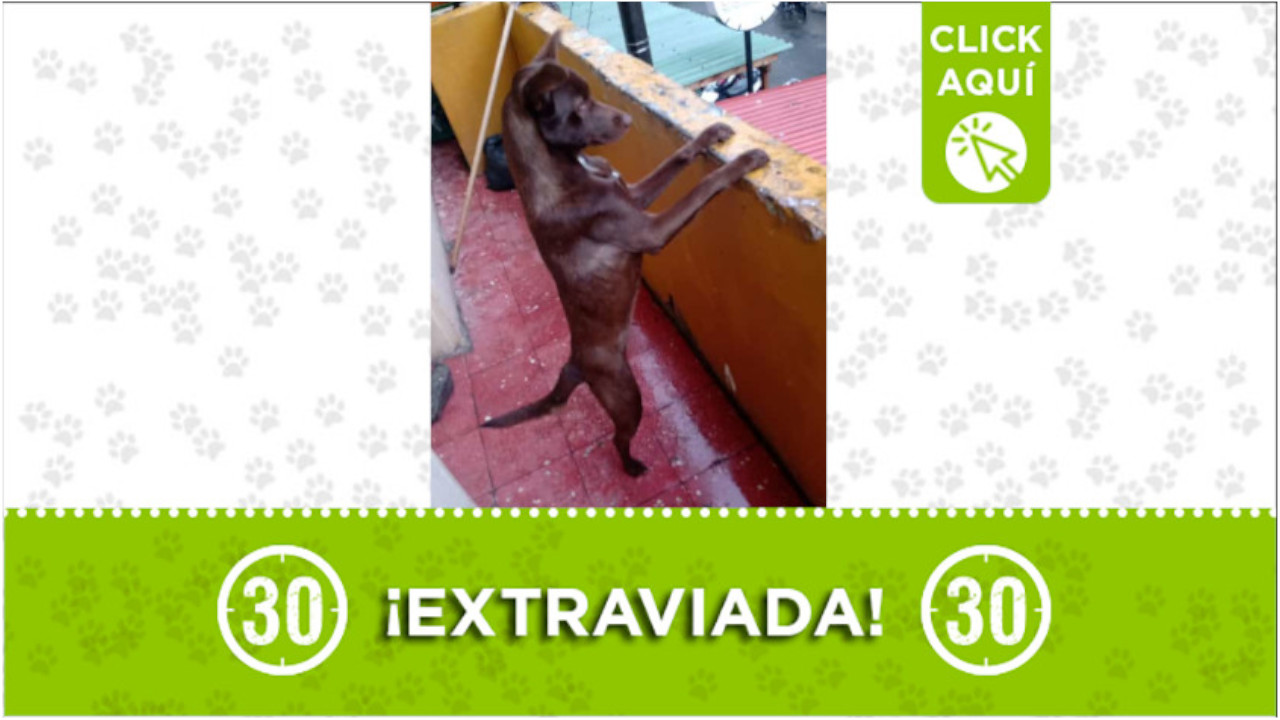 'Estrella' se perdió por el sector del parque Gaitán