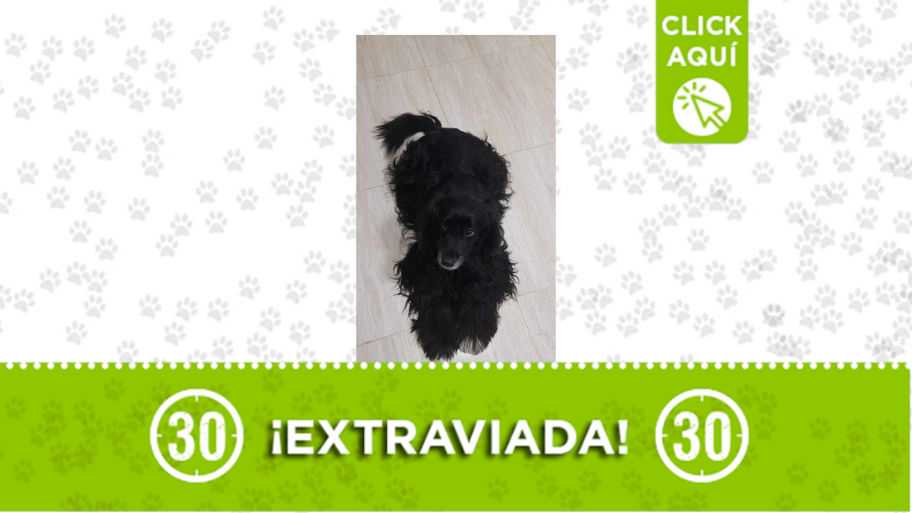 ‘Sasha’ se perdió en la vereda Travesías de San Cristóbal