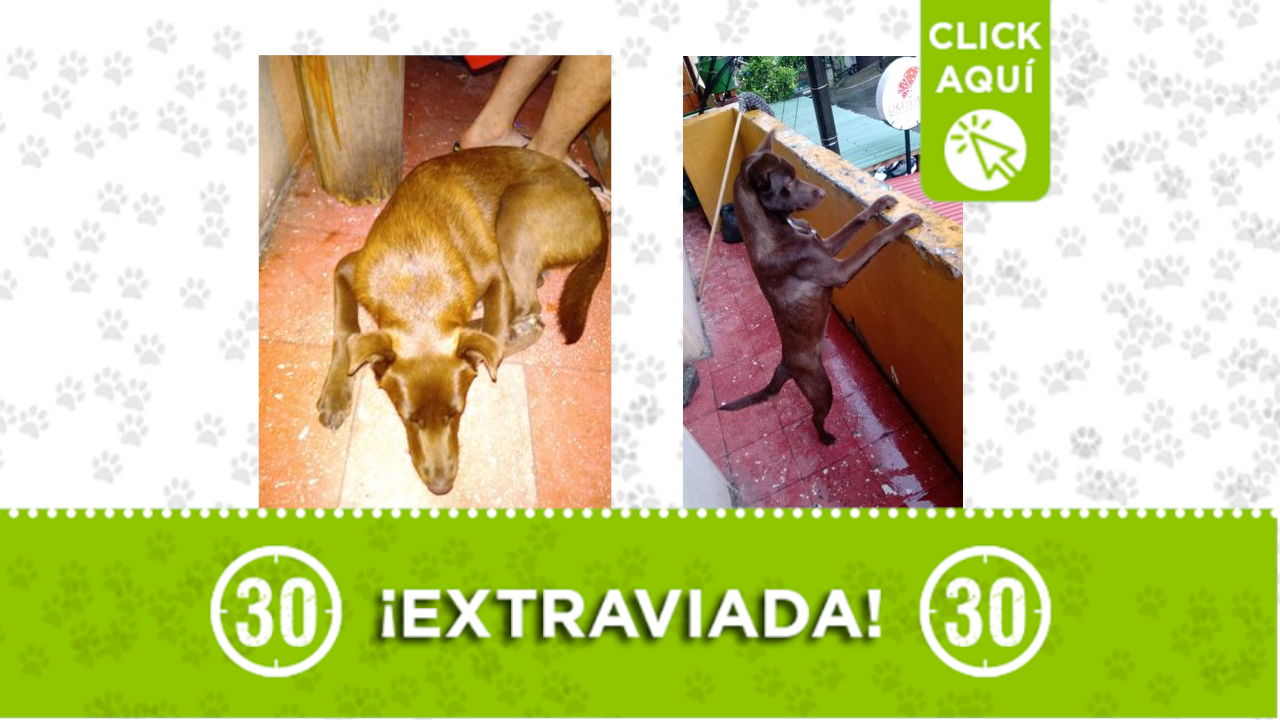 Estrella