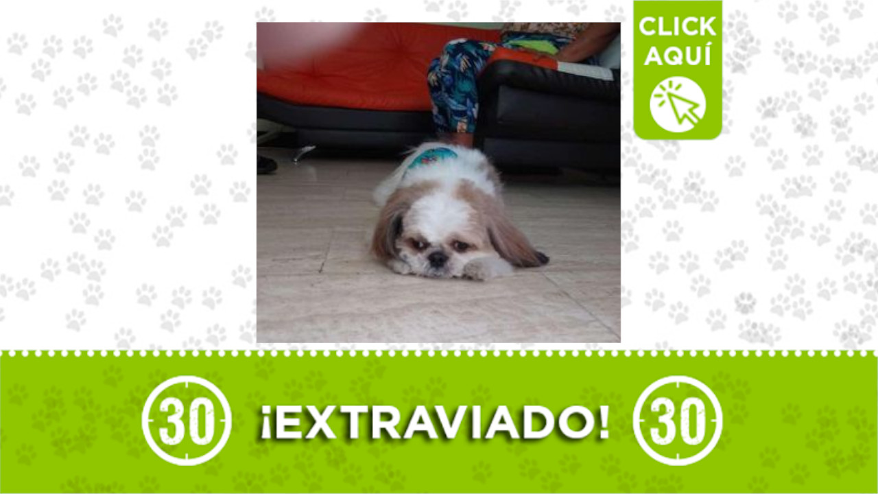 ‘Paco’ se perdió en Robledo Kennedy