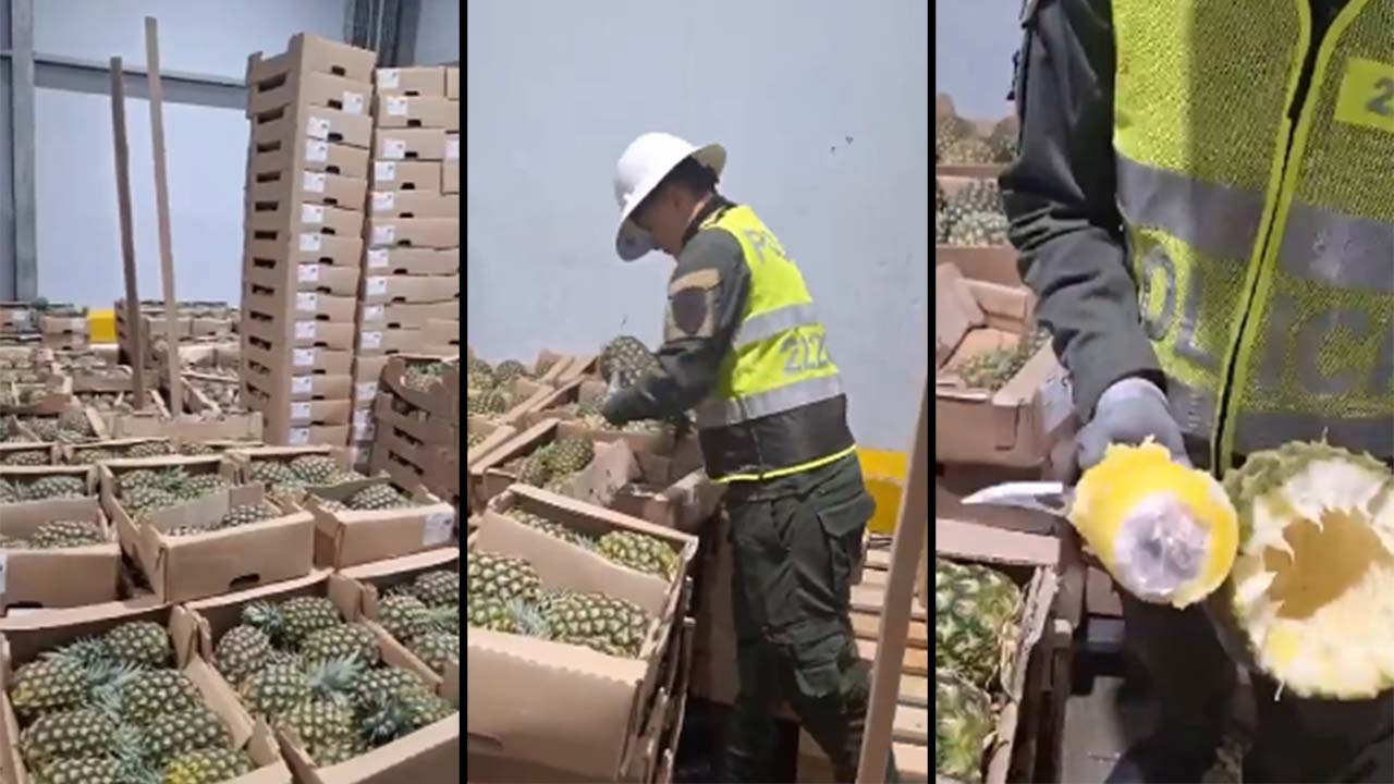 VIDEO. Incautaron en Cartagena 63 kilos de cocaína al interior de 280 piñas falsas, las iban a enviar para España