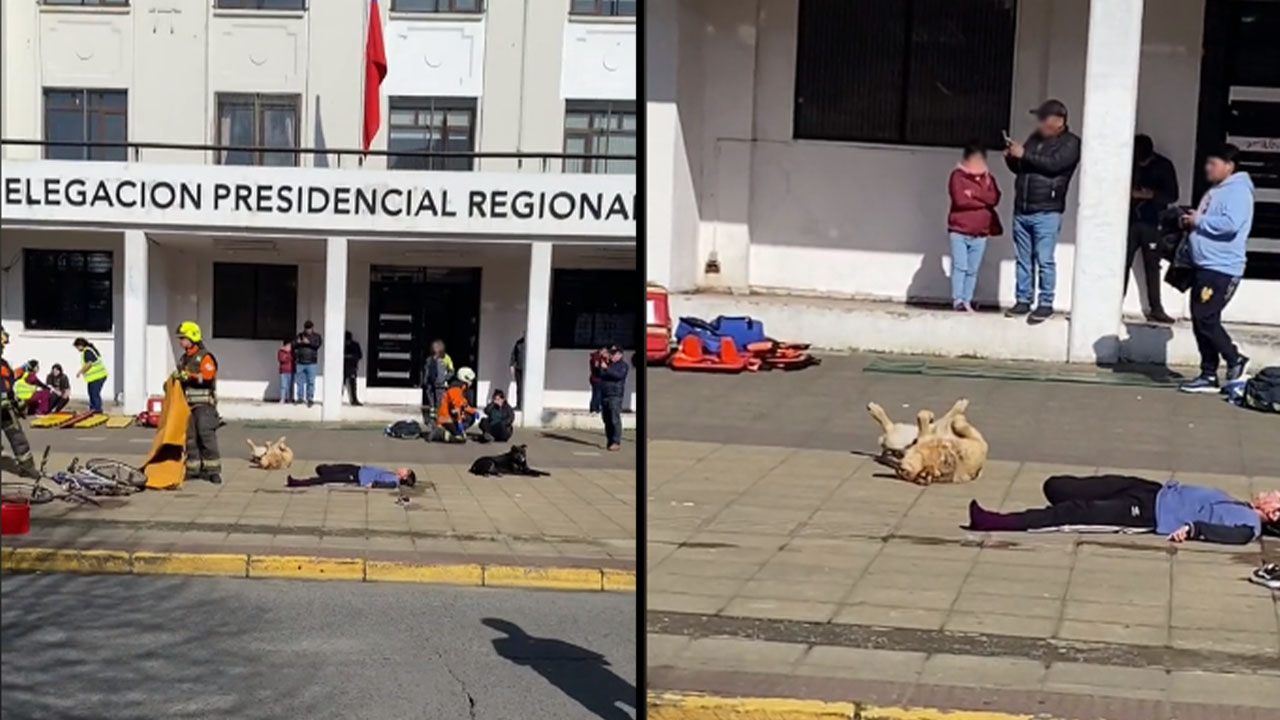 ‘Qué ternura’: Perrito se hizo el muerto en medio de un simulacro de emergencia