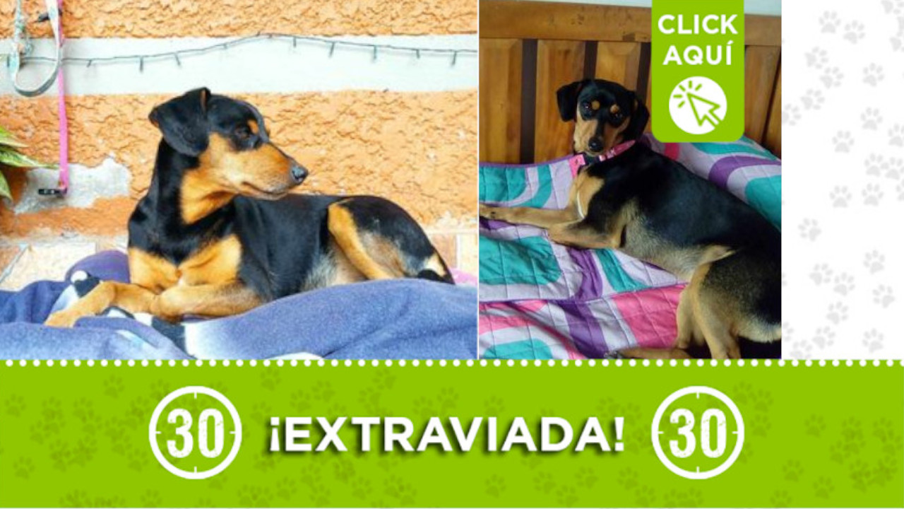‘Luna’ se extravió en el corregimiento de San Cristóbal en Medellín