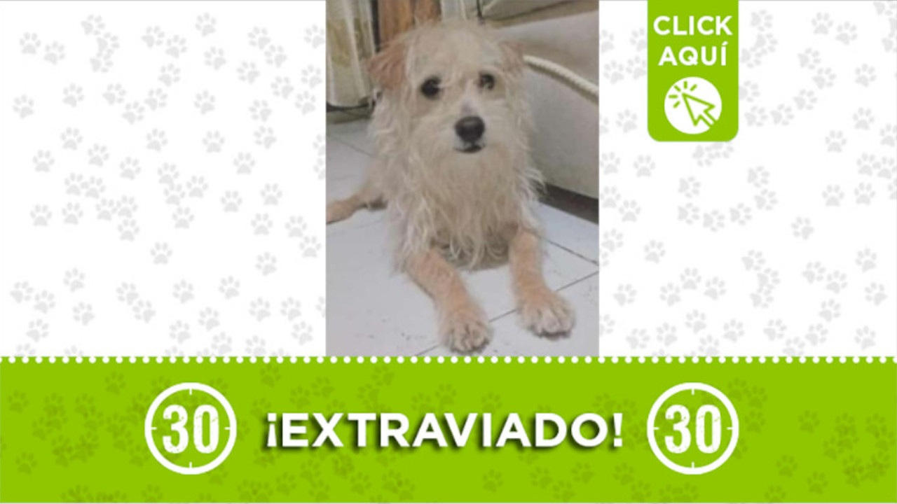 "Maik" se perdió cerca del Jardín Botánico