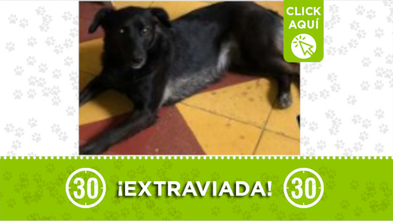 Mila o Milagros se perdió en Robledo
