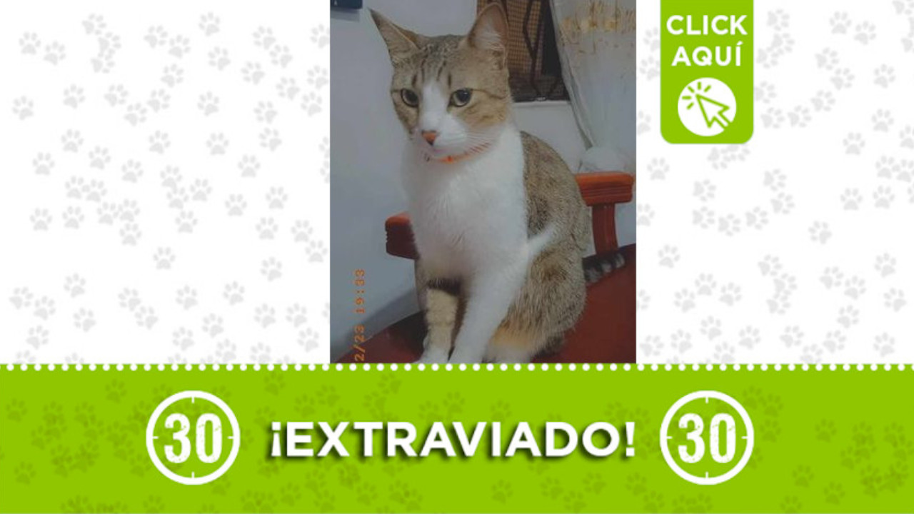 Este ‘Mishi’ se extravió en Robledo Villa Flora de Medellín