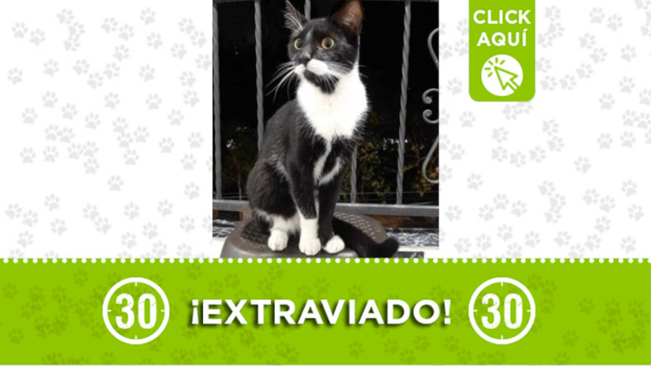 ‘Misifú’ se extravió en Valadares de Bello