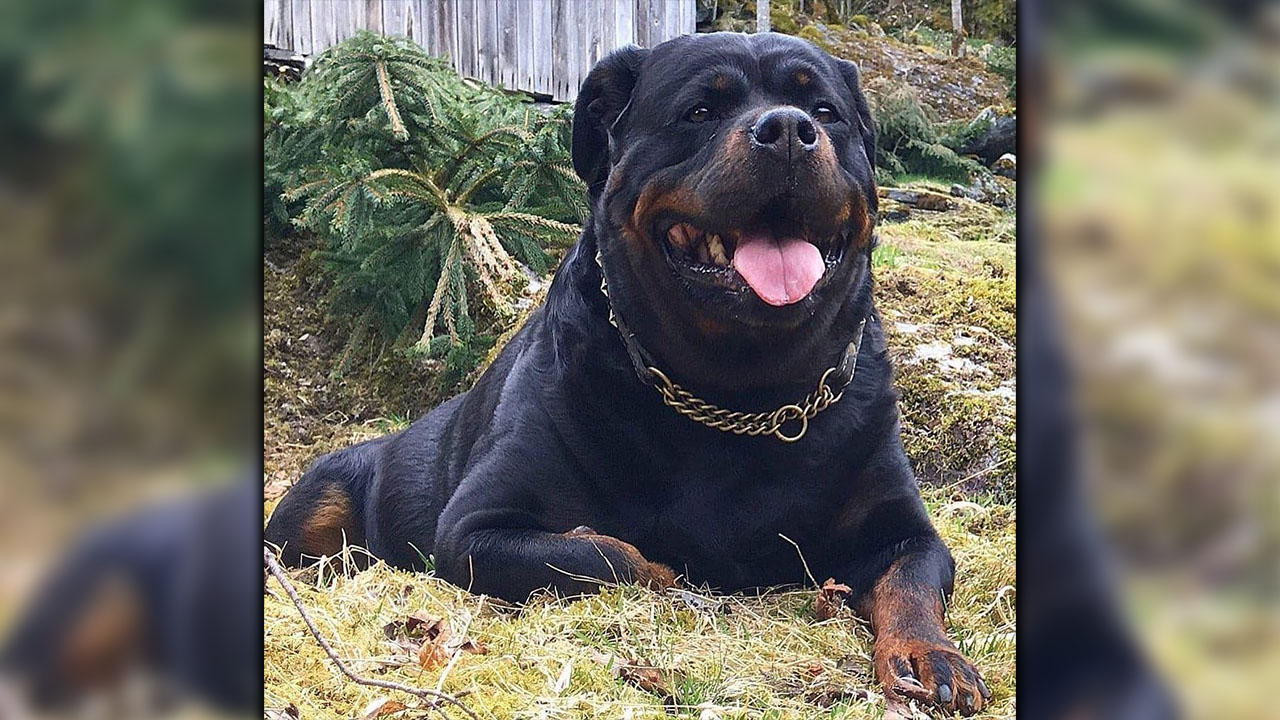 Mujer le dio gomitas con droga a su perro y luego este la atacó