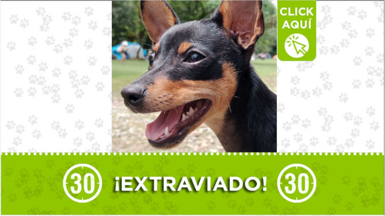 "Niño" se perdió en el barrio Santo Domingo