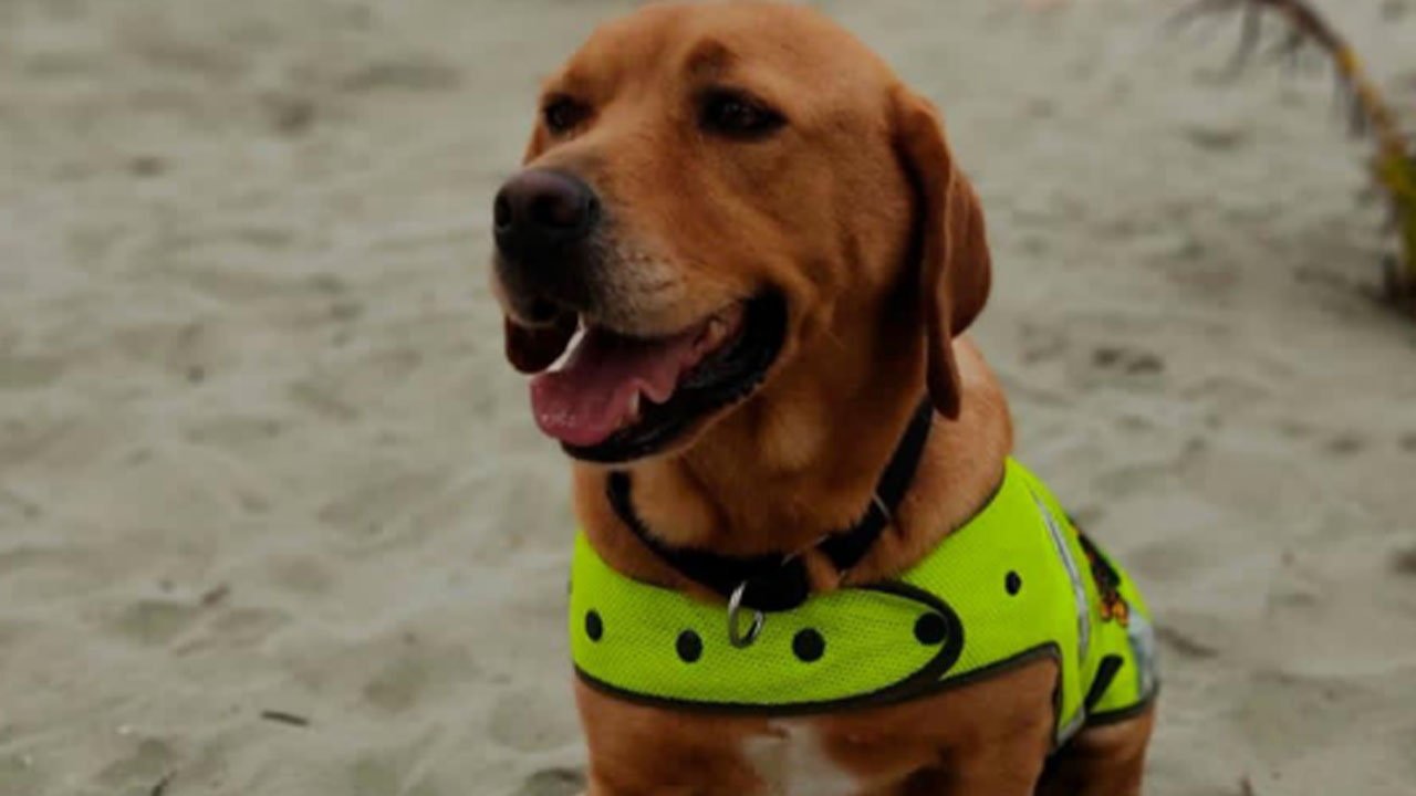 Perrita de la Policía "Mantra" estará en la jornada electoral