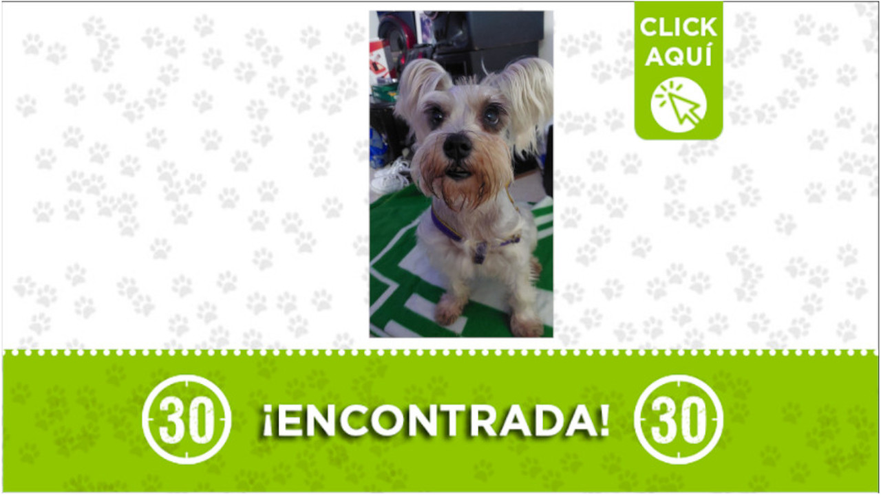 Perrita encontrada en el barrio Terranova