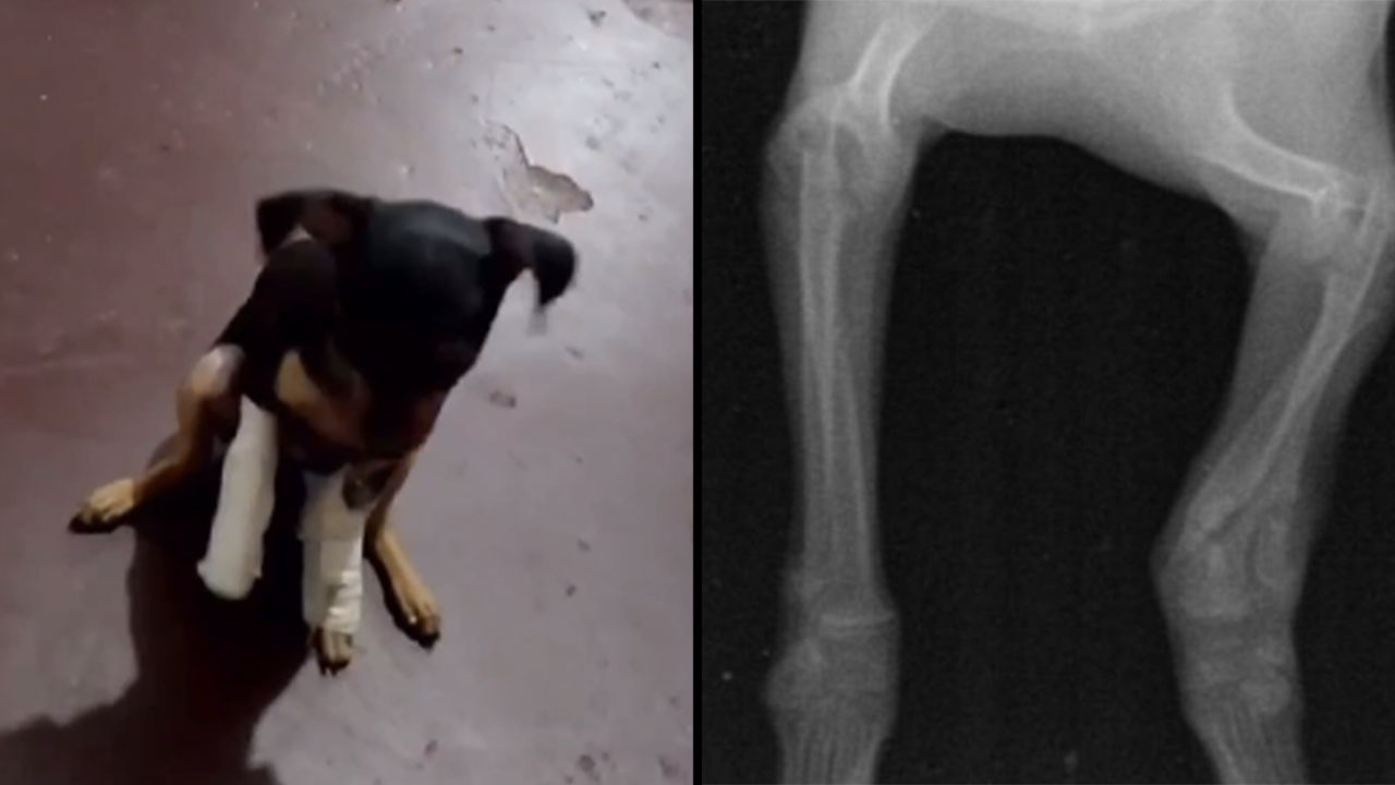 Perrita fue lanzada por un balcón de un vivienda en Bucaramanga