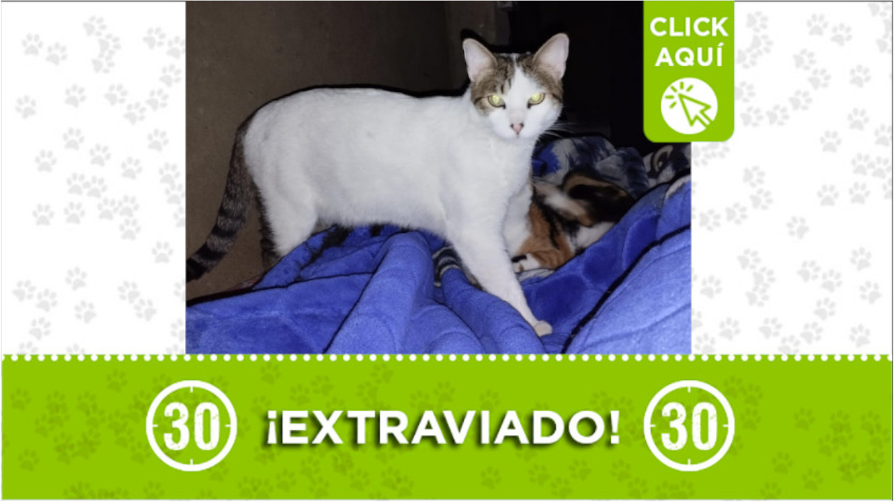 Polo se perdió en el barrio Santa María La Nueva