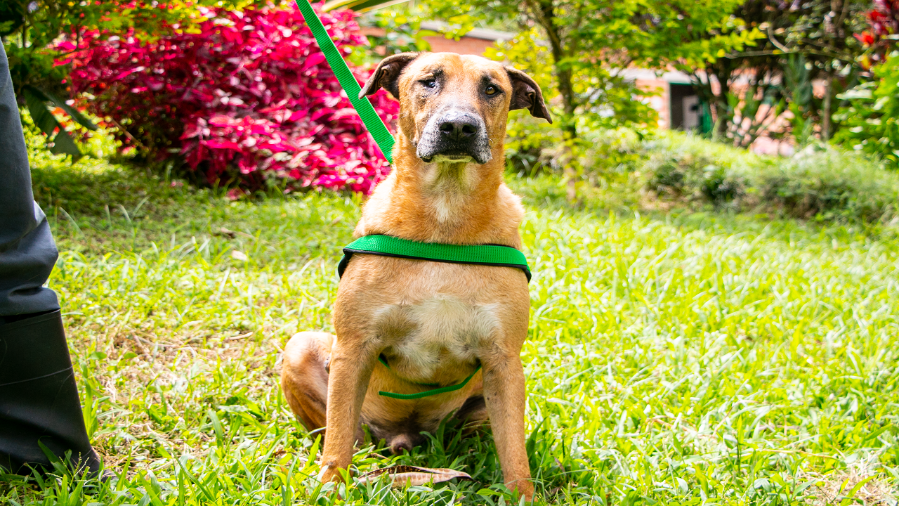 VIDEO. Scooby, esta buscando una familia que lo quiera y cuide mucho