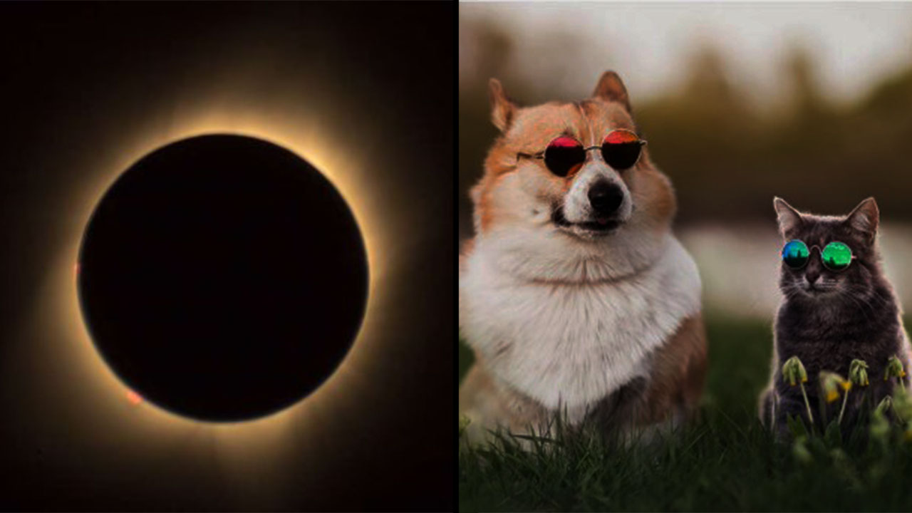 Se vera el eclipse en Medellin pero usted y sus mascotas se tienen que proteger vea como