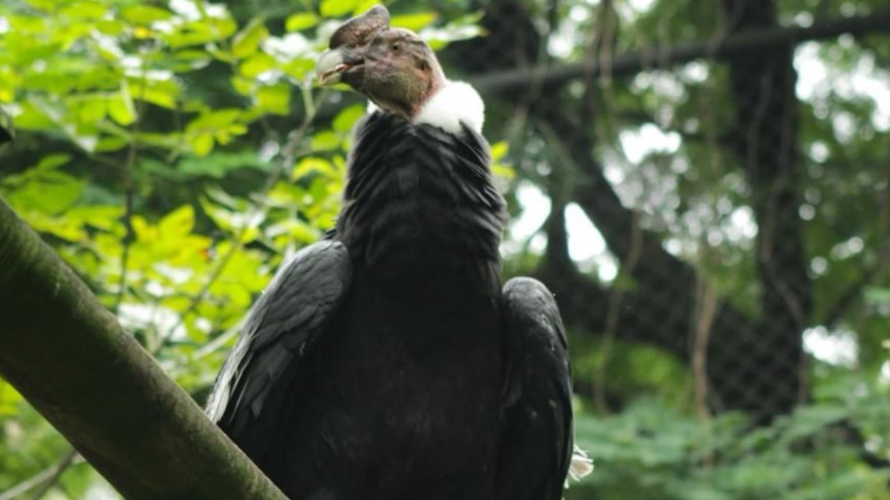 Cóndor de los Andes trasladado para garantizar su conservación
