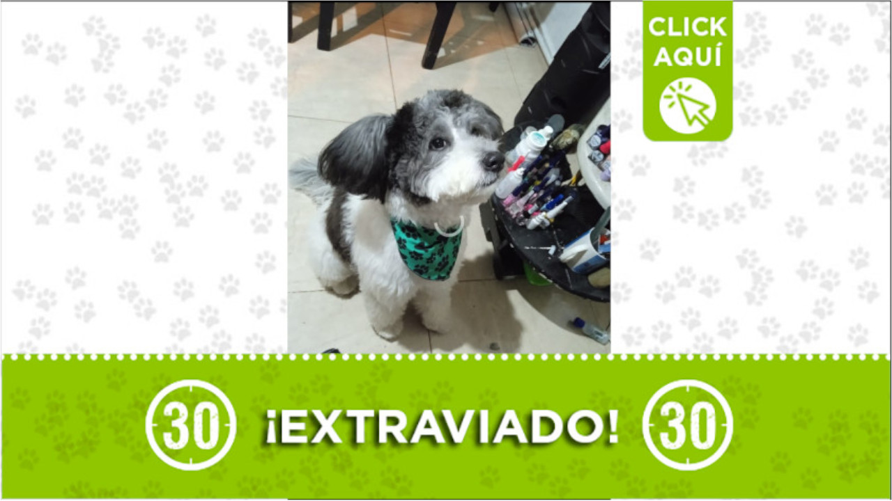 "Tomy" se perdió en el barrio Villatina