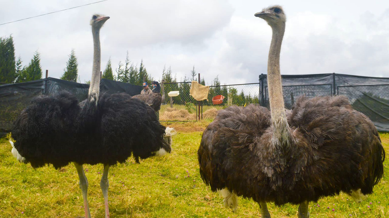 Tres avestruces fueron rescatadas, fueron halladas en un camión