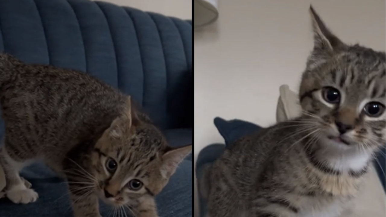 Un gatico es viral en redes porque cree que es perro y ladra