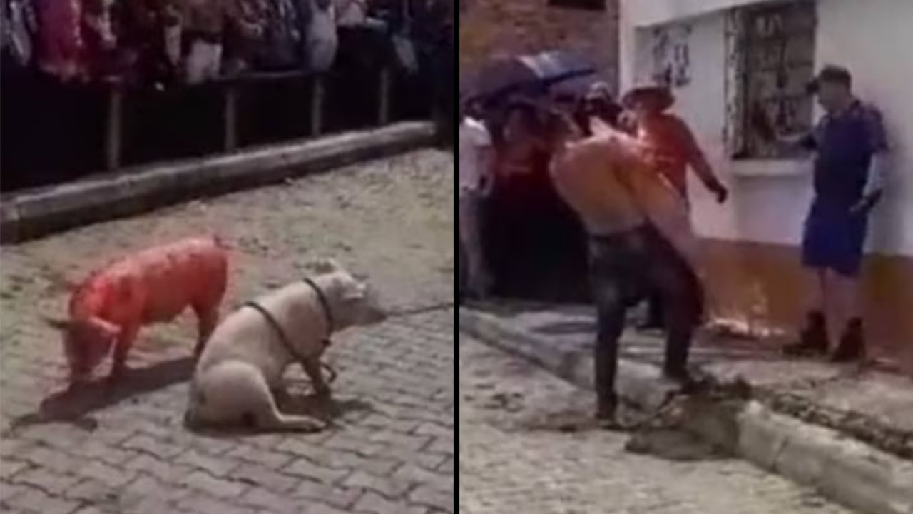 Utilización de cerdos en un evento en Boyacá fue denunciado