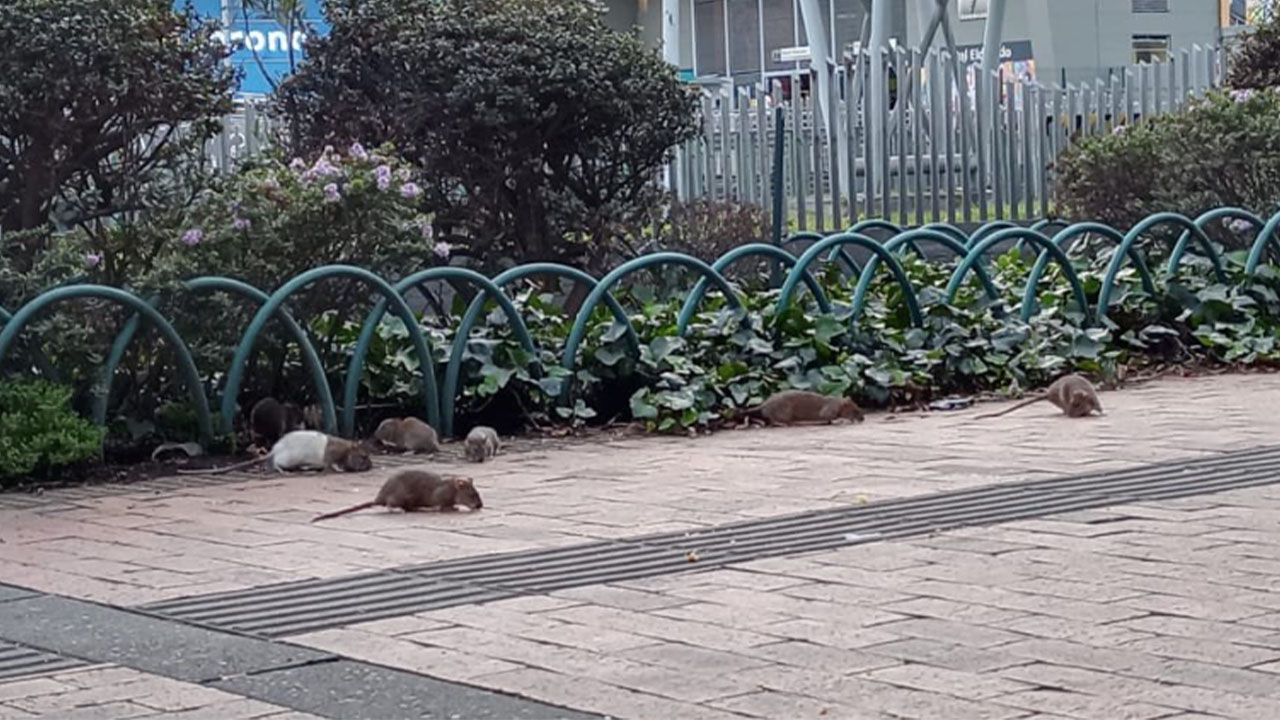 Bogotá está invadido de ratas, pero de las de cuatro patas cómo van a controlar esta plaga