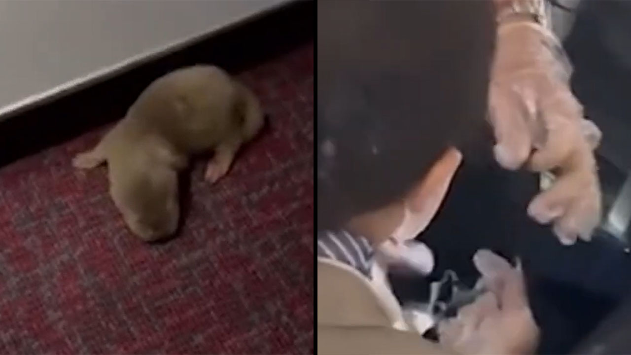 VIDEO. Nutrias, ratas y tortugas generaron pánico en pleno avión