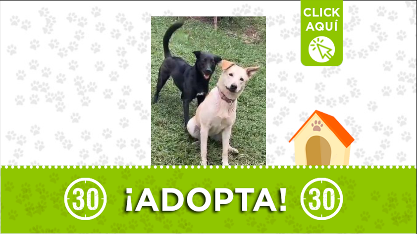 'Kira' y 'Macarena' están buscando una familia