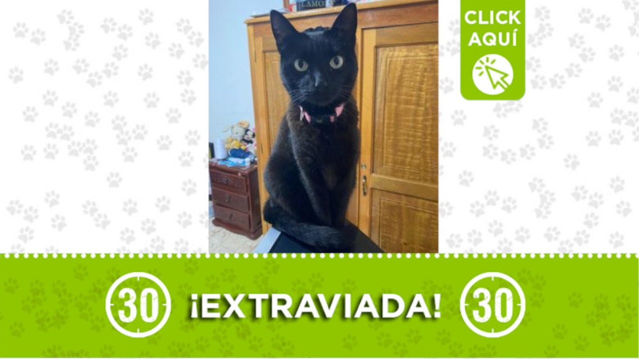 ‘Carlota’ se extravió en Simón Bolívar Itagüí