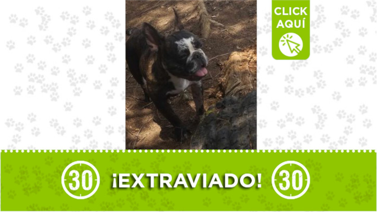 "Cloe" se perdió en el barrio Cataluña