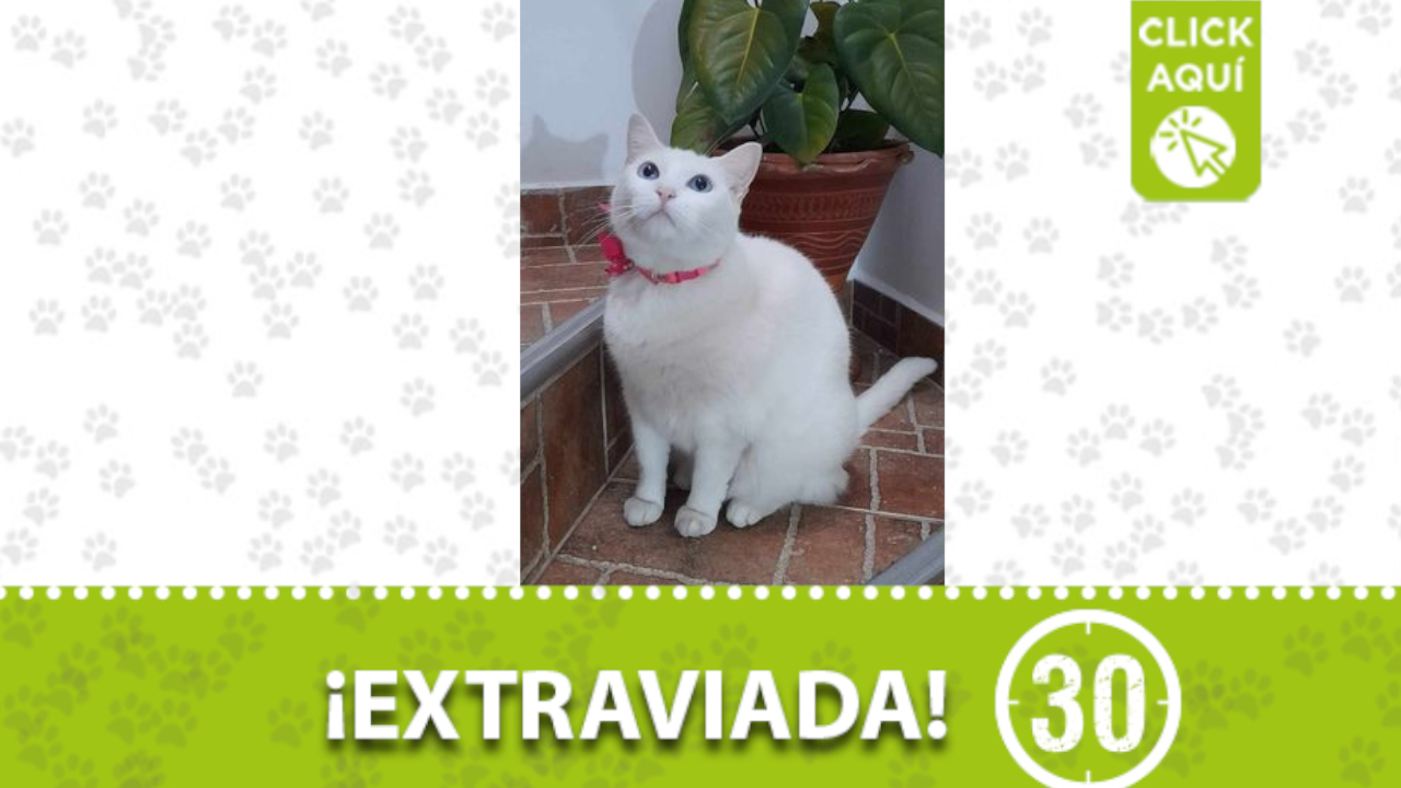 ‘Danna’ se extravió en Robledo La Campiña, Medellín